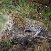 Levhart skvrnity - Panthera pardus - Leopard o8522